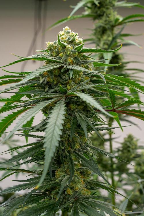 Kannabia Sativa Dream - Pheno Hunting. Week 12 - SD2-33