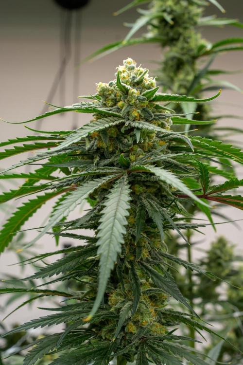 Kannabia Sativa Dream - Pheno Hunting. Week 12 - SD2-33