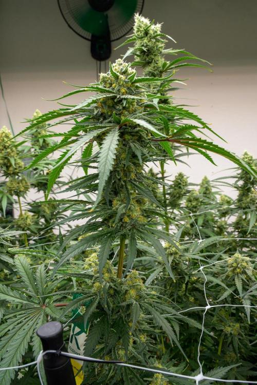 Kannabia Sativa Dream - Pheno Hunting. Week 12 - SD2-33