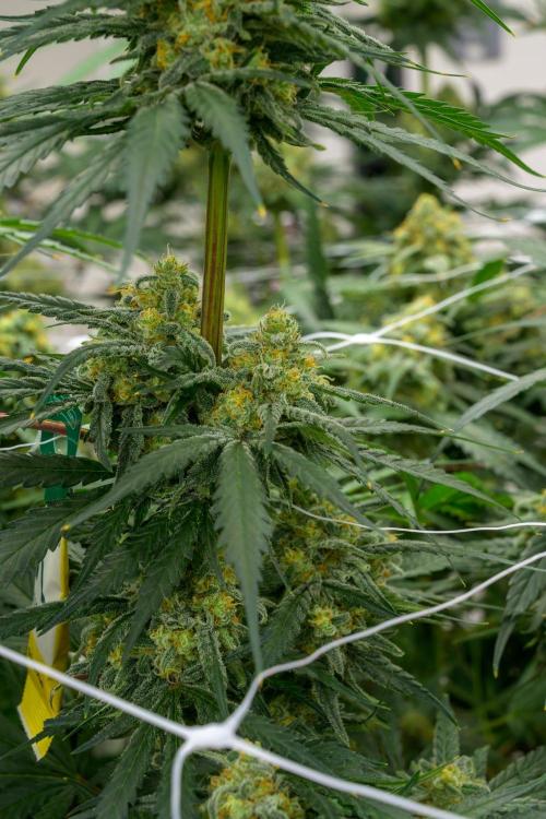 Kannabia Sativa Dream - Pheno Hunting. Week 12 - SD2-33