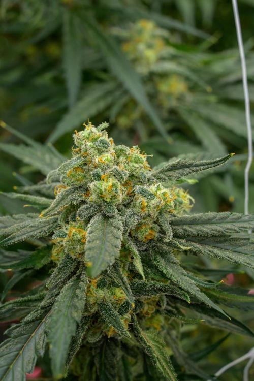 Kannabia Sativa Dream - Pheno Hunting. Week 12 - SD2-33