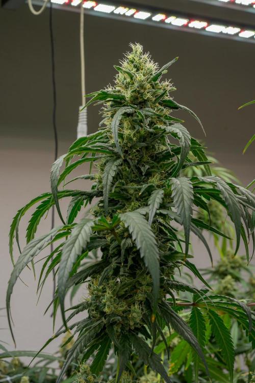 Kannabia Sativa Dream - Pheno Hunting. Week 12 - SD2-13