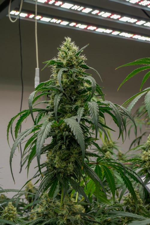 Kannabia Sativa Dream - Pheno Hunting. Week 12 - SD2-13