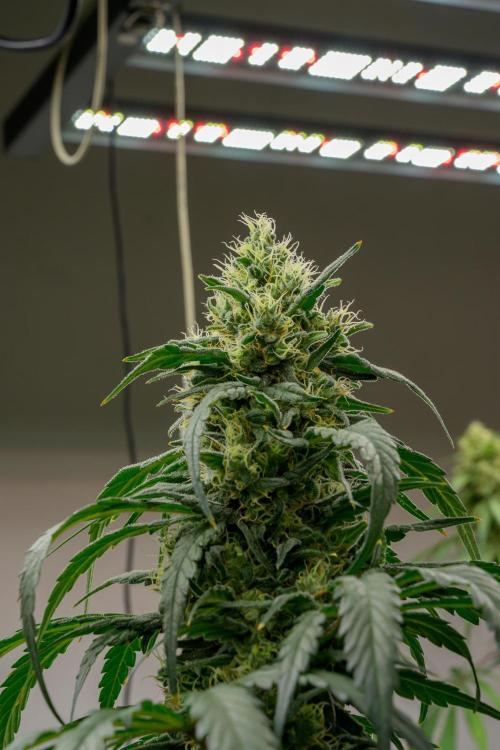 Kannabia Sativa Dream - Pheno Hunting. Week 12 - SD2-13