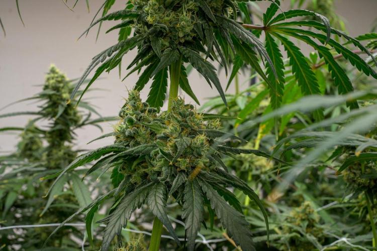 Kannabia Sativa Dream - Pheno Hunting. Week 12 - SD2-13