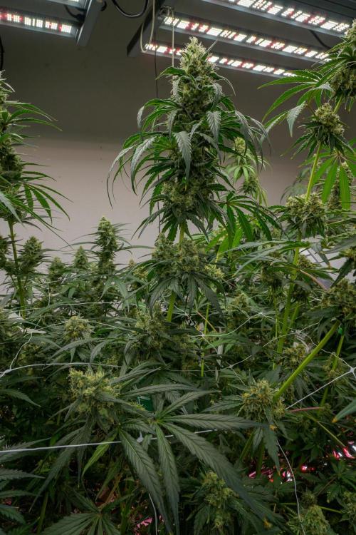 Kannabia Sativa Dream - Pheno Hunting. Week 12 - SD2-13