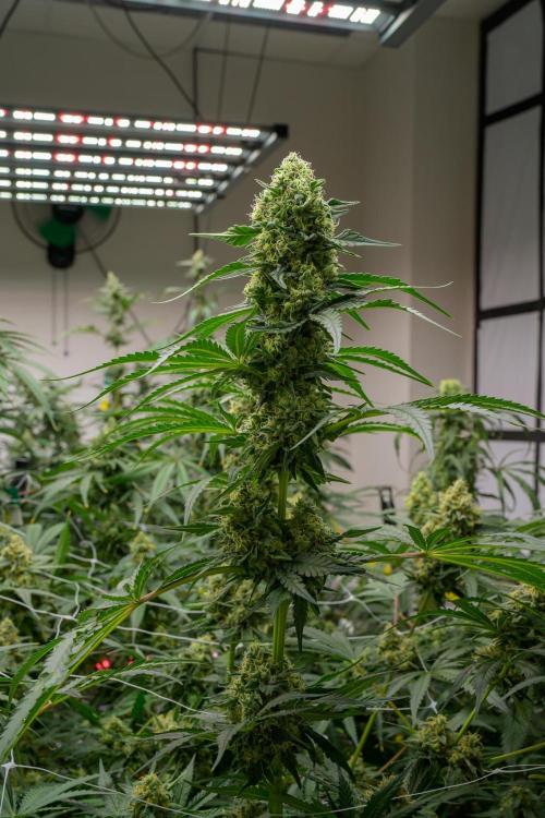 Kannabia Sativa Dream - Pheno Hunting. Week 12 - SD1-1