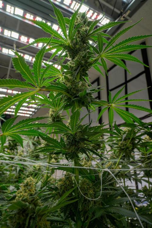 Kannabia Sativa Dream - Pheno Hunting. Week 12 - SD1-1