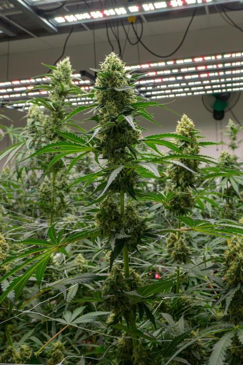 Kannabia Sativa Dream - Pheno Hunting. Week 12 - SD1-1