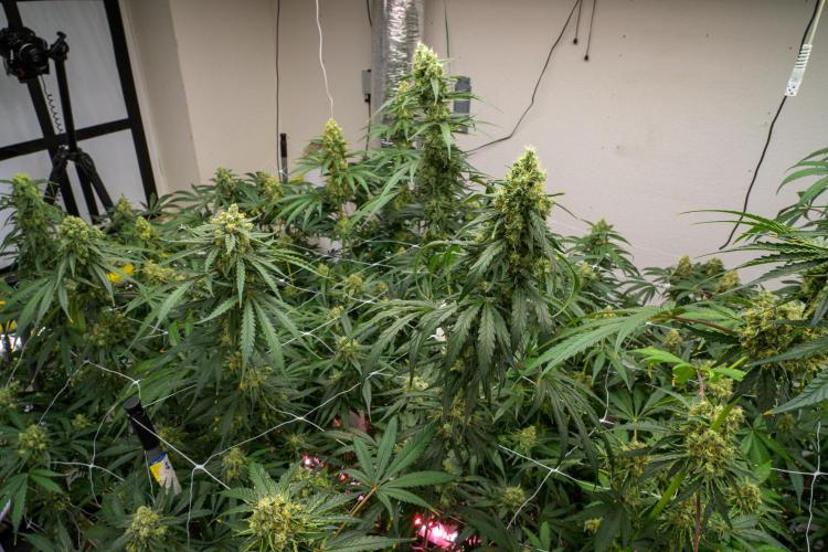 Kannabia Sativa Dream - Pheno Hunting. Week 12 - SD1-1