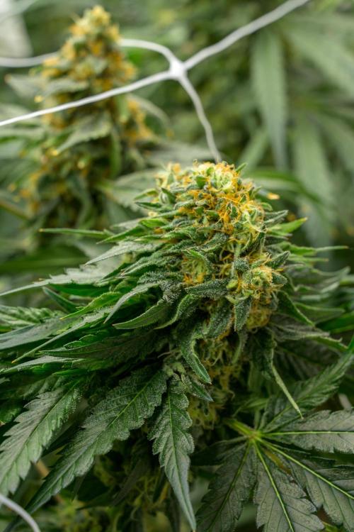 Kannabia Zoap Rosé - Pheno Hunting. Week 12 - ZR 30