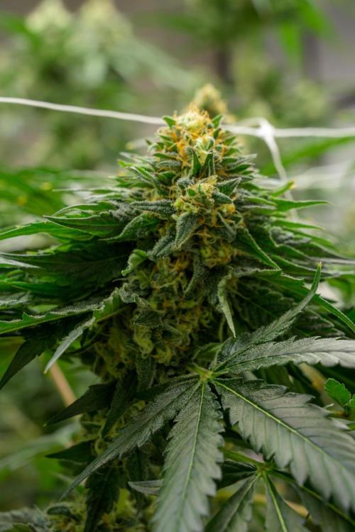 Kannabia Zoap Rosé - Pheno Hunting. Week 12 - ZR 30