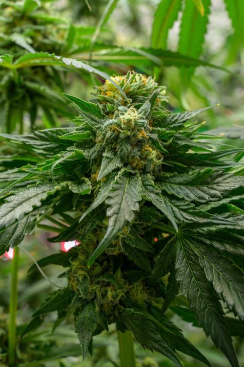 Kannabia Zoap Rosé - Pheno Hunting. Week 12 - ZR 30