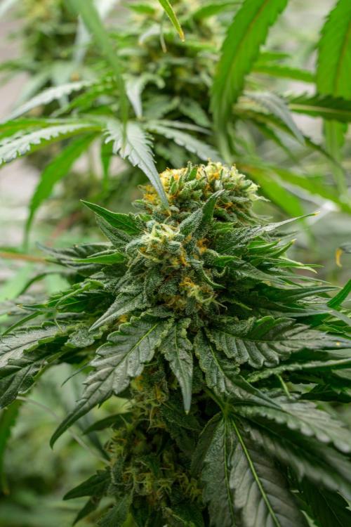 Kannabia Zoap Rosé - Pheno Hunting. Week 12 - ZR 30