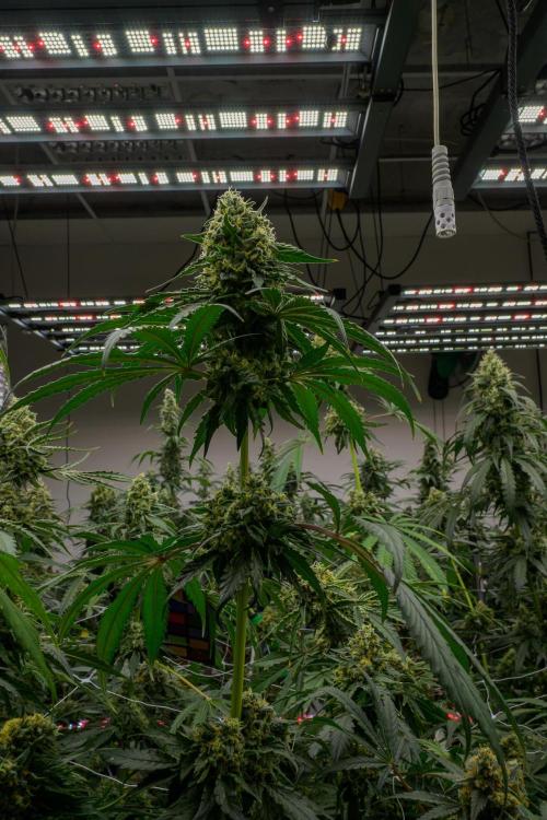 Kannabia Zoap Rosé - Pheno Hunting. Week 12 - ZR 30