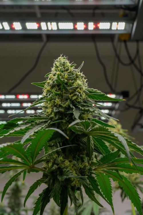 Kannabia Zoap Rosé - Pheno Hunting. Week 12 - ZR 30