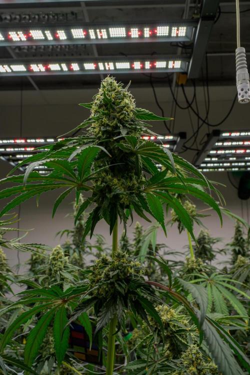 Kannabia Zoap Rosé - Pheno Hunting. Week 12 - ZR 30