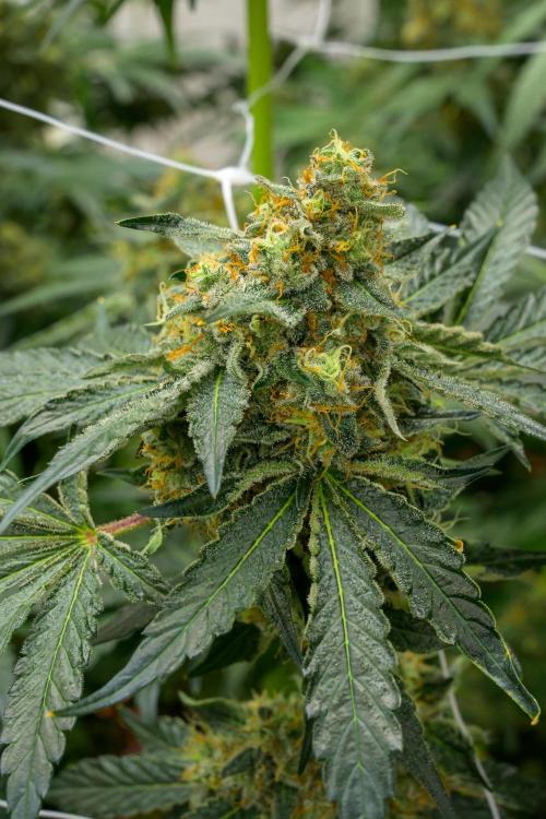 Kannabia Zoap Rosé - Pheno Hunting. Week 12 - ZR 68