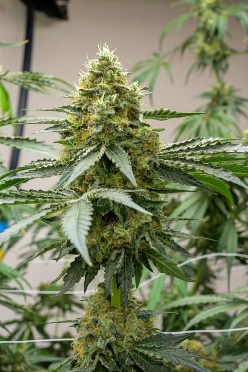 Kannabia Zoap Rosé - Pheno Hunting. Week 12 - ZR 68