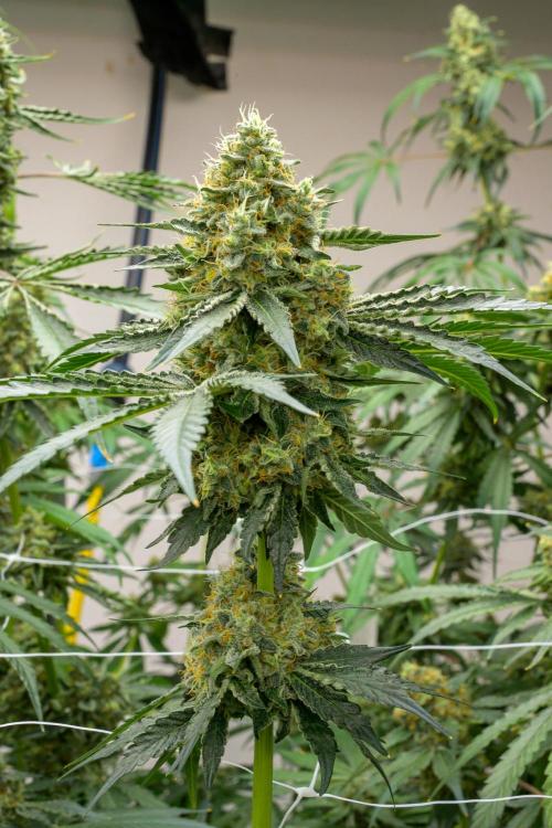 Kannabia Zoap Rosé - Pheno Hunting. Week 12 - ZR 68