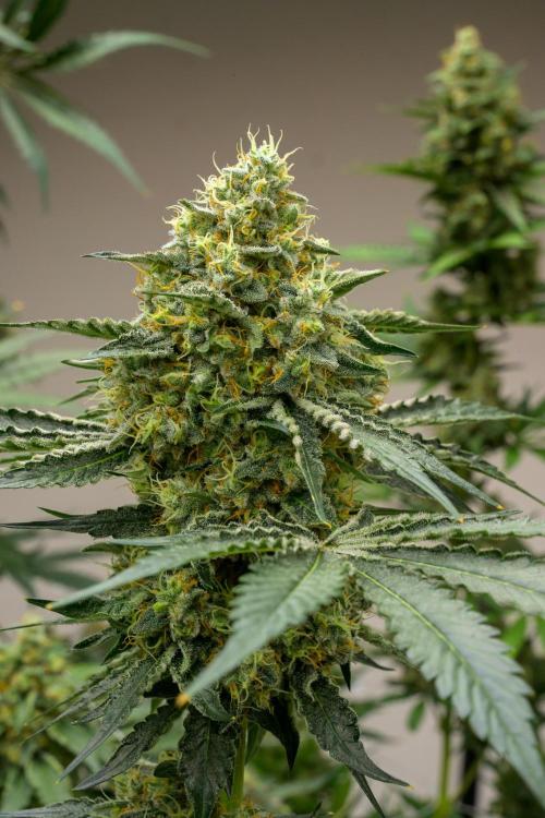 Kannabia Zoap Rosé - Pheno Hunting. Week 12 - ZR 68