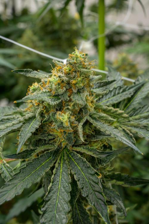 Kannabia Zoap Rosé - Pheno Hunting. Week 12 - ZR 68