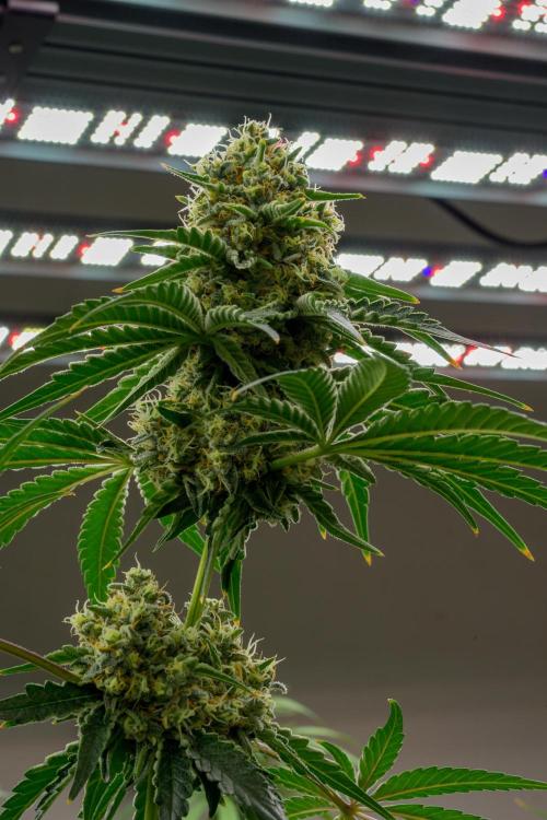 Kannabia Zoap Rosé - Pheno Hunting. Week 12 - ZR 68