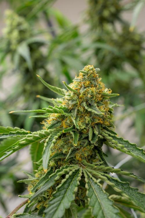 Kannabia Zoap Rosé - Pheno Hunting. Week 12 - ZR 39