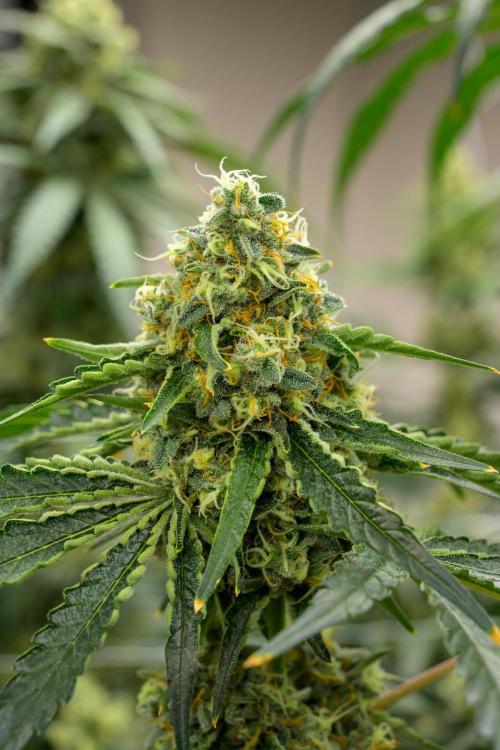 Kannabia Zoap Rosé - Pheno Hunting. Week 12 - ZR 39