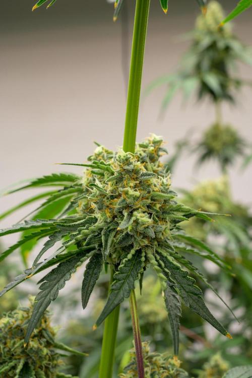 Kannabia Zoap Rosé - Pheno Hunting. Week 12 - ZR 39