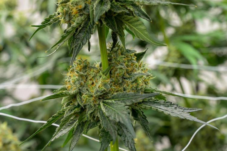 Kannabia Zoap Rosé - Pheno Hunting. Week 12 - ZR 68