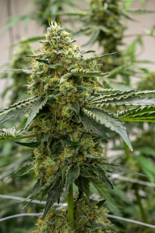 Kannabia Zoap Rosé - Pheno Hunting. Week 12 - ZR 68