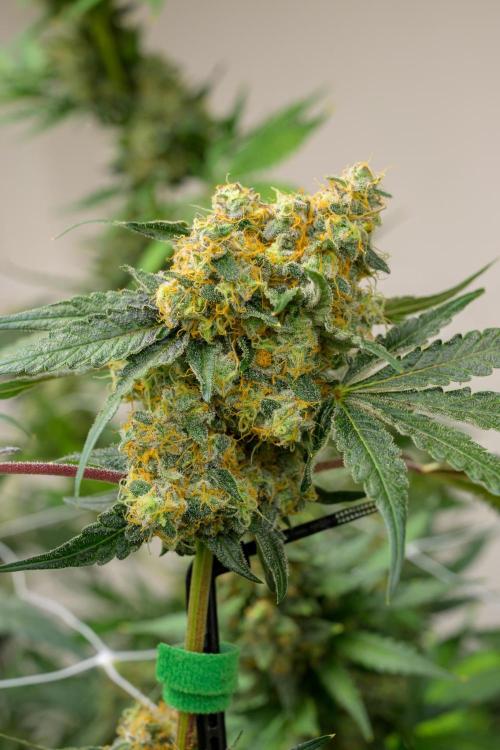 Kannabia Zoap Rosé - Pheno Hunting. Week 12 - ZR 82