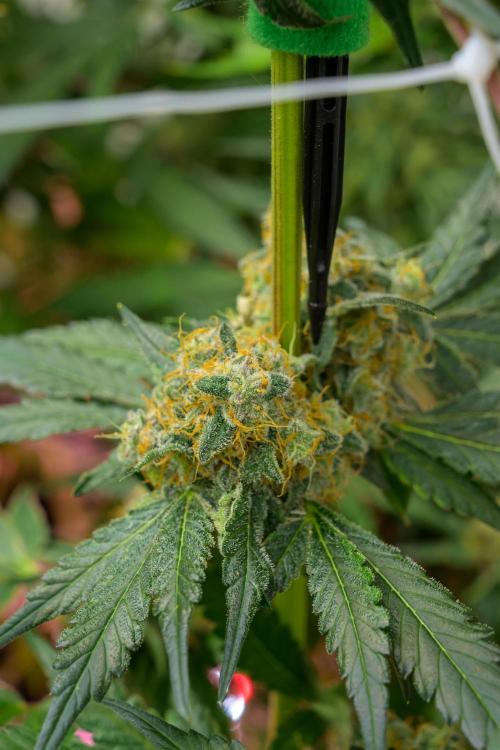 Kannabia Zoap Rosé - Pheno Hunting. Week 12 - ZR 82