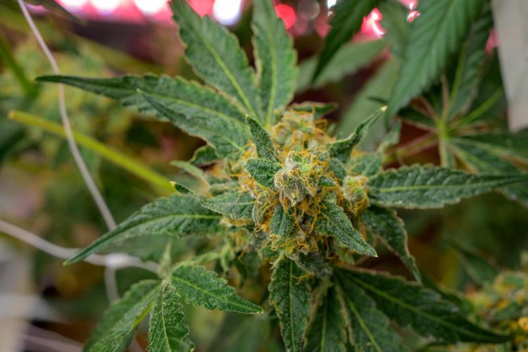 Kannabia Zoap Rosé - Pheno Hunting. Week 12 - ZR 82