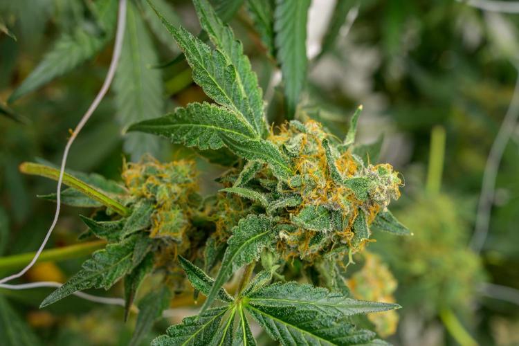 Kannabia Zoap Rosé - Pheno Hunting. Week 12 - ZR 82