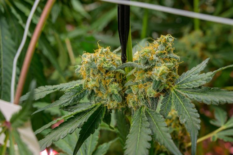 Kannabia Zoap Rosé - Pheno Hunting. Week 12 - ZR 82