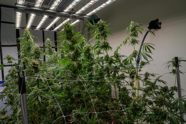 Kannabia Zoap Rosé - Pheno Hunting. Week 12 - Canopy