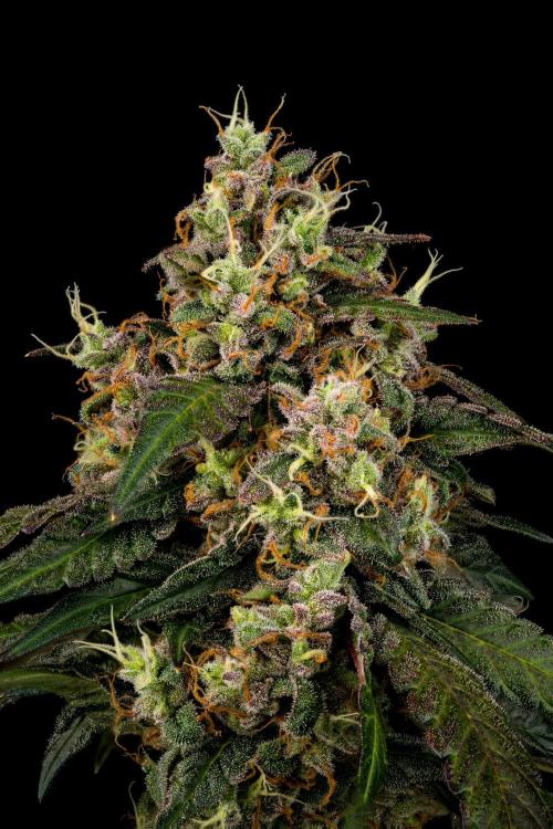 Kannabia Pink Gelato - Pheno Hunting. Week 13 - PG 34