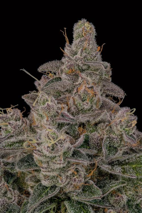 Kannabia Pink Gelato - Pheno Hunting. Week 13 - PG 63