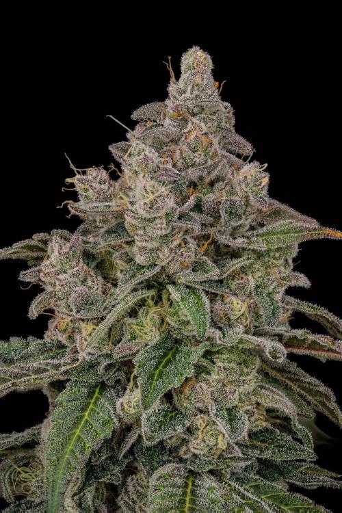 Kannabia Pink Gelato - Pheno Hunting. Week 13 - PG 63