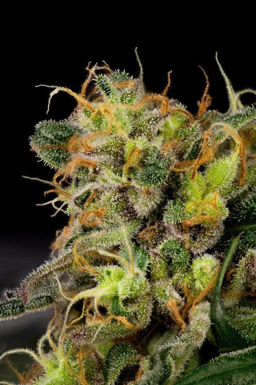 Kannabia Pink Gelato - Pheno Hunting. Week 13 - PG 34