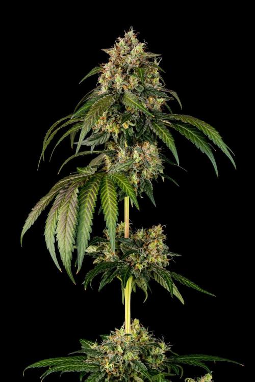 Kannabia Pink Gelato - Pheno Hunting. Week 13 - PG 34