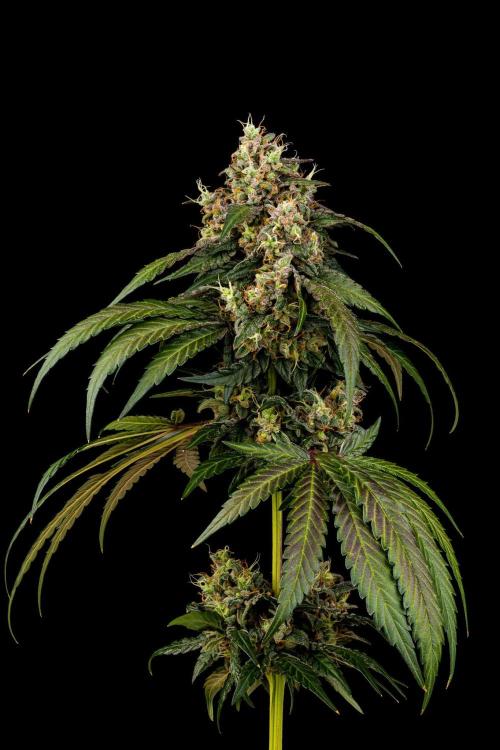 Kannabia Pink Gelato - Pheno Hunting. Week 13 - PG 34