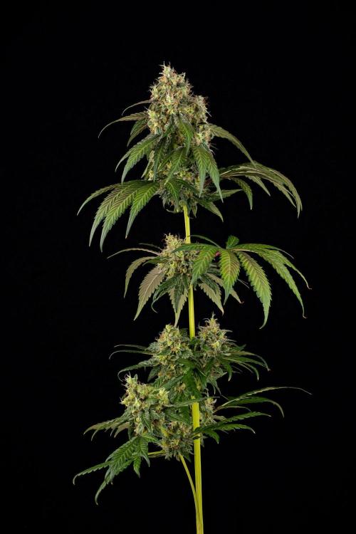 Kannabia Pink Gelato - Pheno Hunting. Week 13 - PG 34