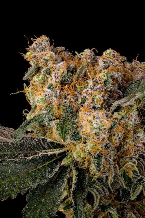 Kannabia Zoap Rosé - Pheno Hunting. Week 13 - ZR 82