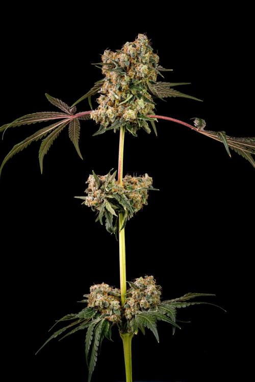 Kannabia Zoap Rosé - Pheno Hunting. Week 13 - ZR 82