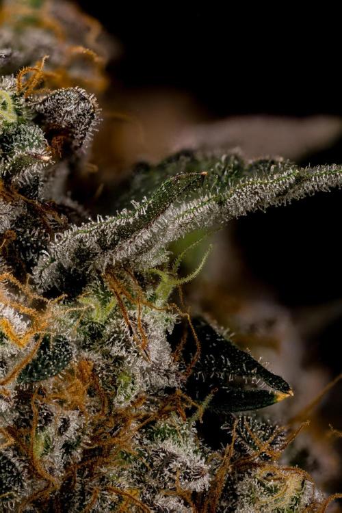 Kannabia Zoap Rosé - Pheno Hunting. Week 13 - ZR 68