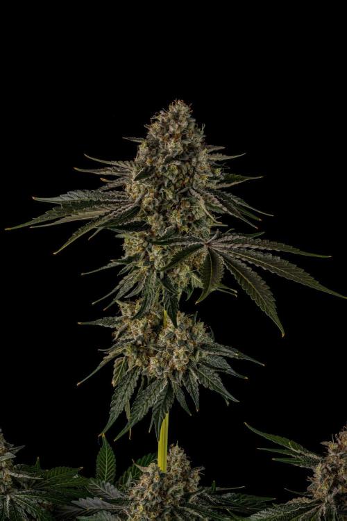 Kannabia Zoap Rosé - Pheno Hunting. Week 13 - ZR 68