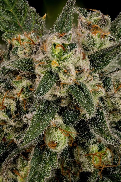 Kannabia Zoap Rosé - Pheno Hunting. Week 13 - ZR 39